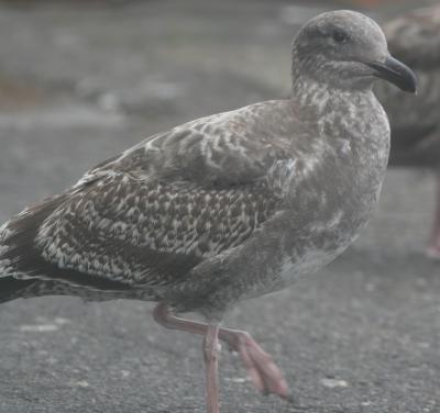 Western Gull,first year