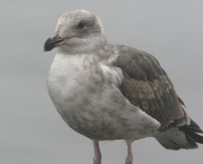 Western Gull,second year