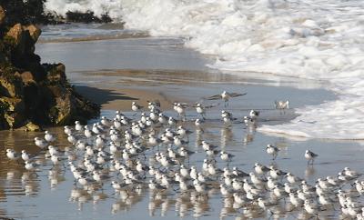 Sanderlings on the march