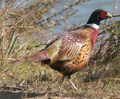 Ring-necked Pheasant,male