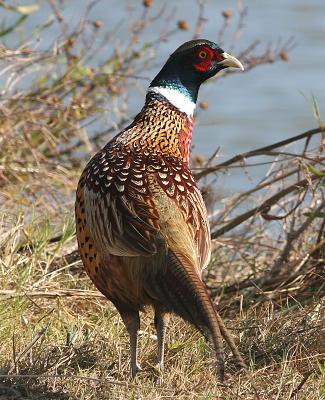 Ring-necked Pheasant,male