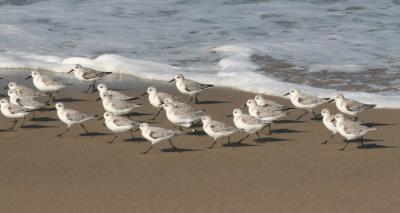 Sanderlings