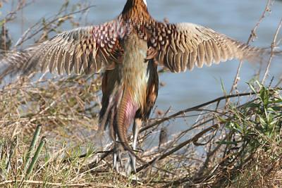 Ring-necked Pheasant,male in flight