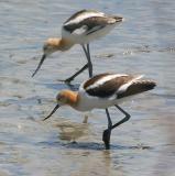 American Avocet pair in breeding plumage