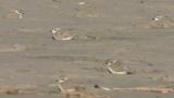 Snowy Plovers,5 hunkered down