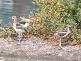 American Avocets,juvenile