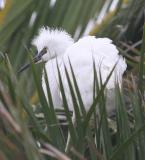 Snowy Egret,baby