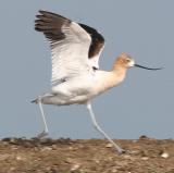 American Avocet ,female taking off