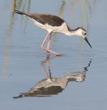 Black-necked Stilt.juvenile