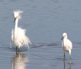3.Snowy Egret,male and female,3 minutes after first shot