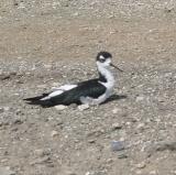 Black-necked Stilt on the ground