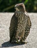 Coopers Hawk,juvenile