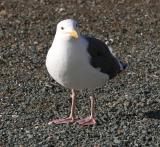 Western Gull