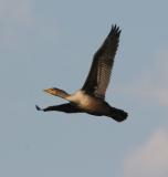 Double-crested Cormorant in flight