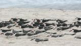 Black Skimmers in a flock