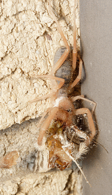Solfugids - AKA Wind Scorpions, Sand Spiders
