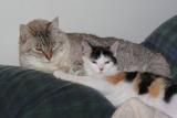 Kitties with Dust