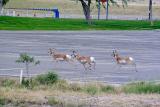 IMG_1161-medium.jpg