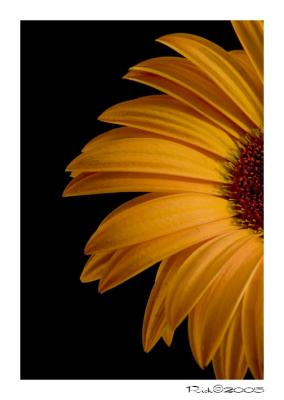 FLOWER 3