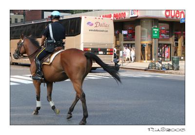 NYPD HORSE