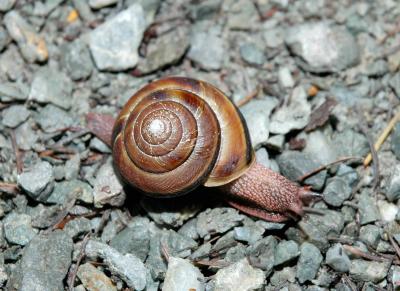 snails_and_slugs