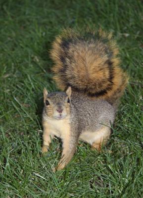 squirrels_and_chipmunks