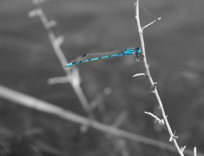 bwCopy of DSC_6633.JPG