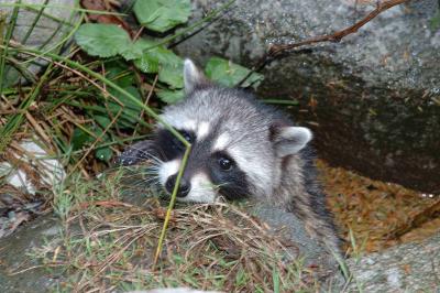 raccoons