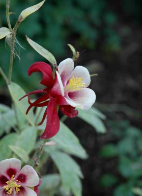 DSC_9361.jpg