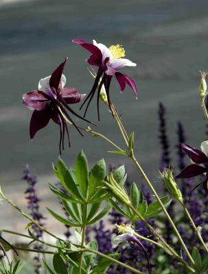 columbine
