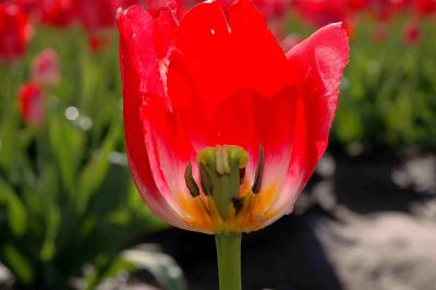 broken tulip.jpg
