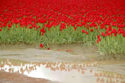 reflection tulip.jpg