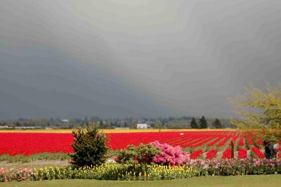 tulip field.jpg