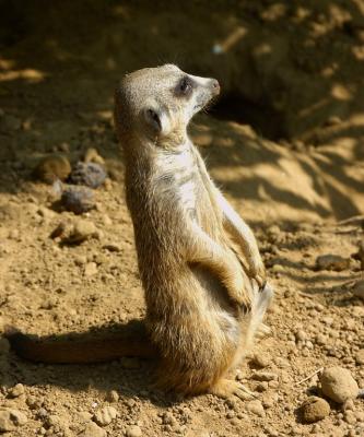 Meerkats