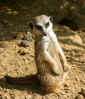 Meerkats