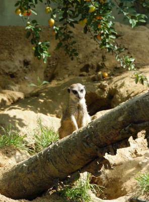 Meerkats