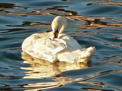 Sunbathing Swan