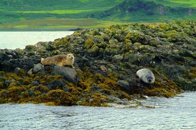 The Seal Island #2