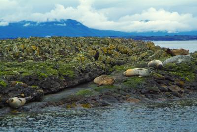 The Seal Island #1