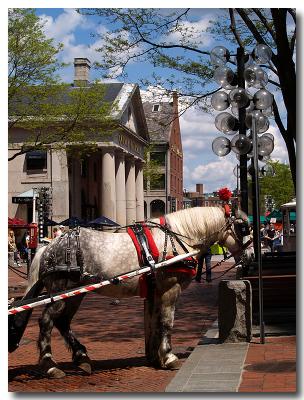 Carriage Horse