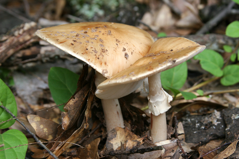 Mushrooms
