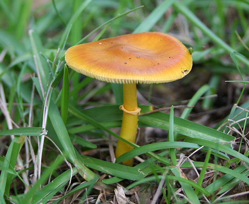 Mushroom 04.jpg
