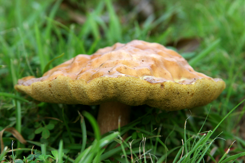 Mushrooms 37.jpg