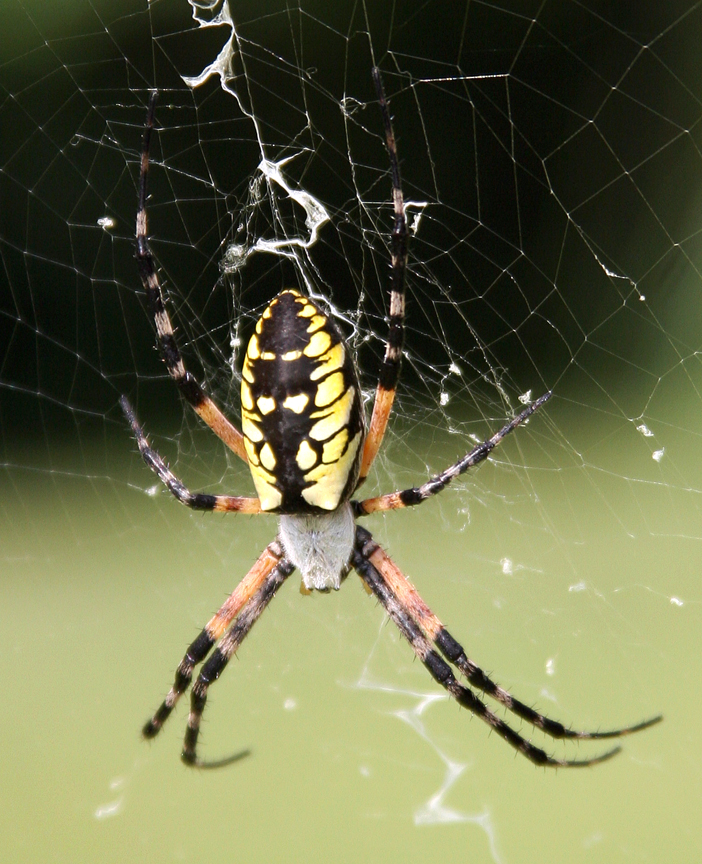 Garden Spider