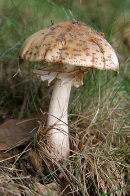 Mushroom 03.jpg