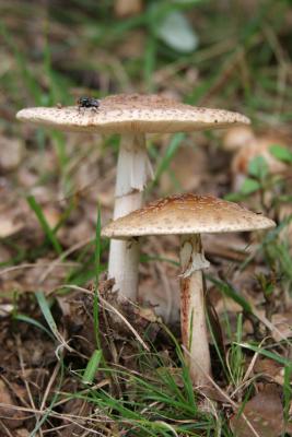 Mushrooms 04.jpg