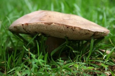 Mushrooms 14.jpg