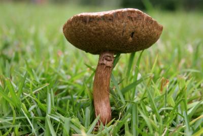 Mushrooms 18.jpg