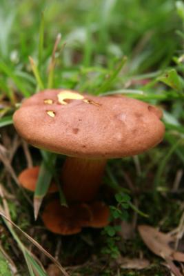 Mushrooms 12.jpg
