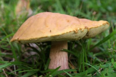 Mushrooms 25.jpg